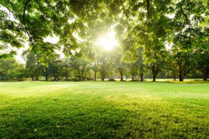 MFG Nature Photo